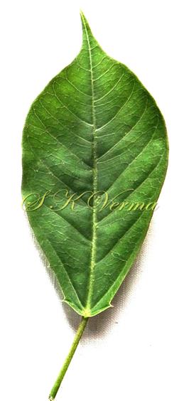  Leaf (Adaxial View)